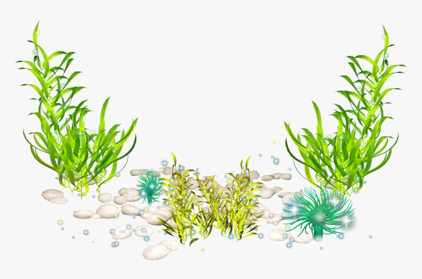 Transparent Seaweed Clipart Png - Seaweed Png, Png Download, Free Download