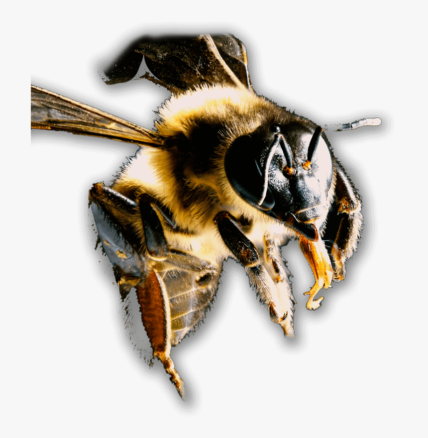 Transparent Bees Png - Honeybee, Png Download, Free Download