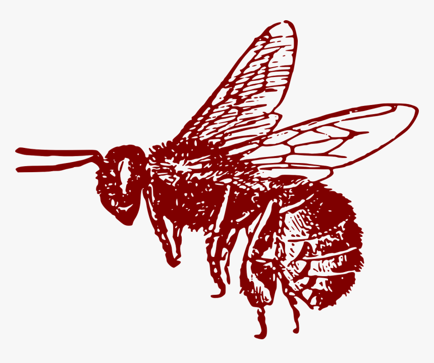 European Honey Bee Drawing, HD Png Download, Free Download