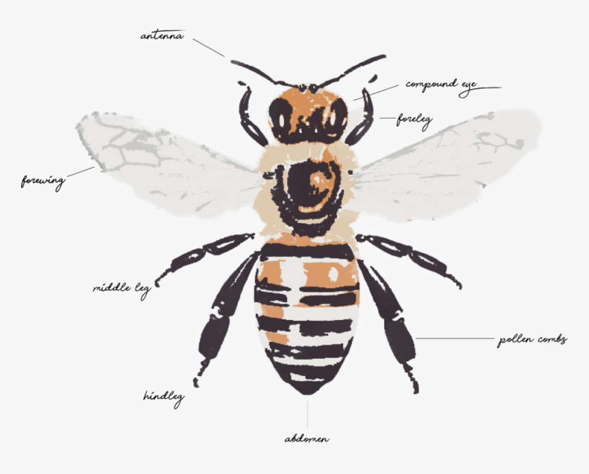 Honeybee Anatomy, HD Png Download, Free Download