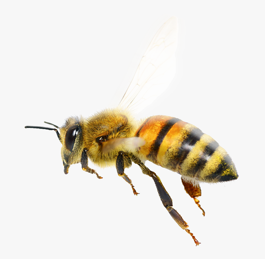 Honey Bee, HD Png Download, Free Download