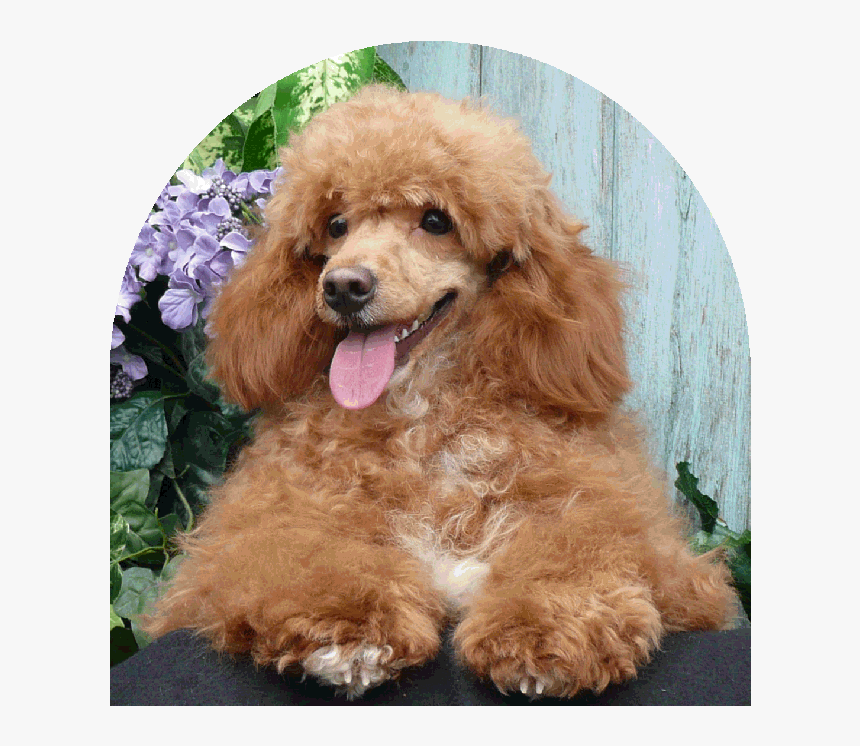 Stunning Dogs Walking In The Beautiful Dog Parks - Toy Poodle, HD Png Download, Free Download