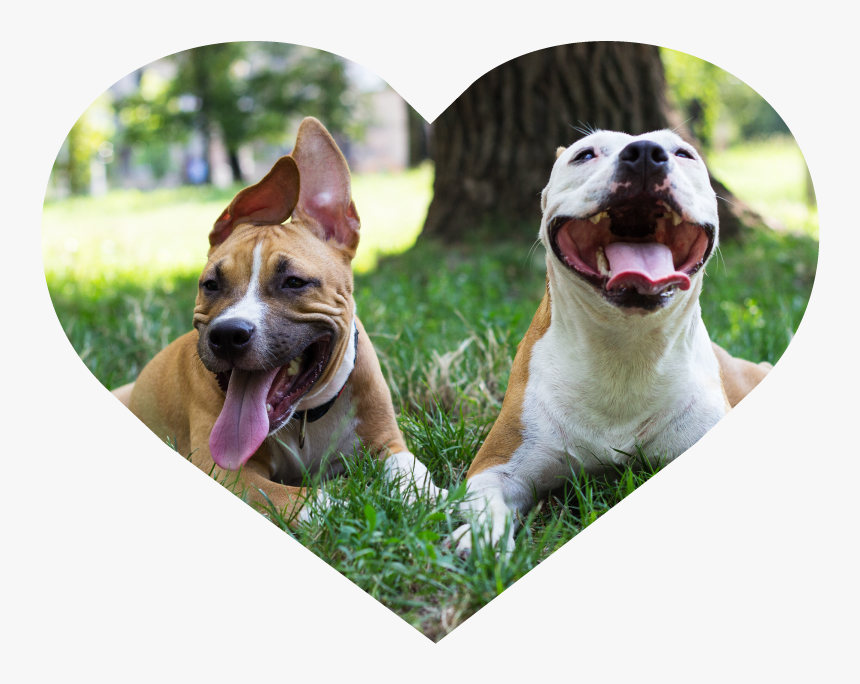 Dog Walking Heart Image 1 - Happy Dogs At Park, HD Png Download, Free Download