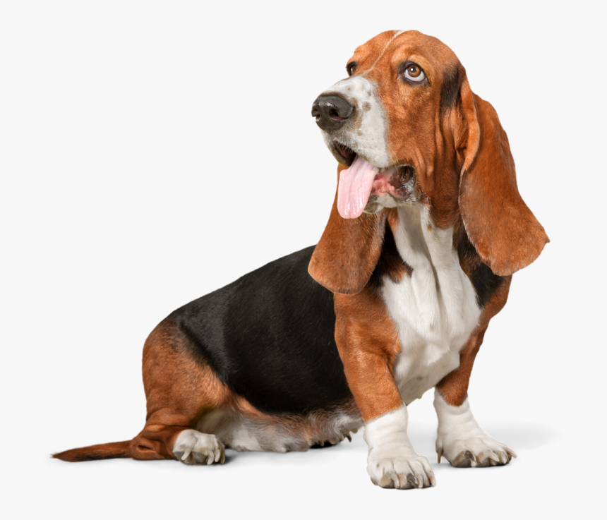 Image Not - Basset Hound Hush Puppies Dog, HD Png Download