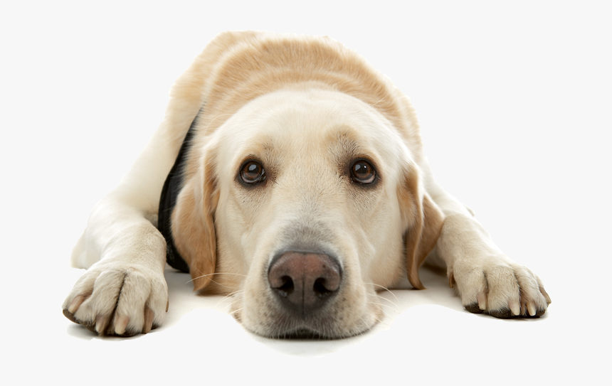 Sad Dog Png, Transparent Png, Free Download