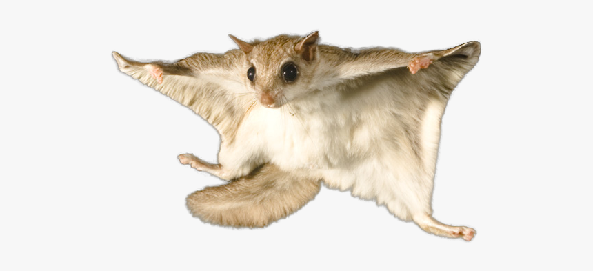 Flying Squirrel White Background, HD Png Download, Free Download