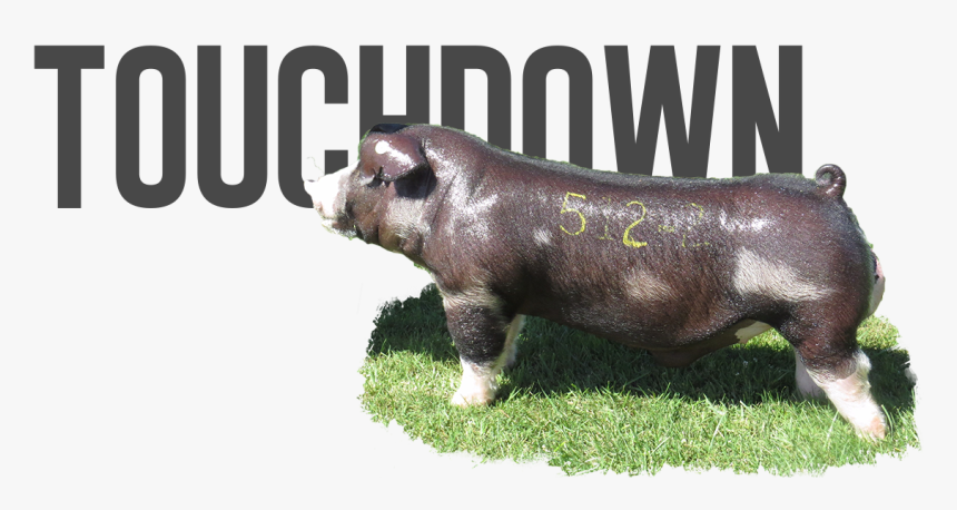 Domestic Pig, HD Png Download, Free Download