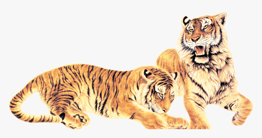 Tiger Png Download - 虎 图, Transparent Png, Free Download