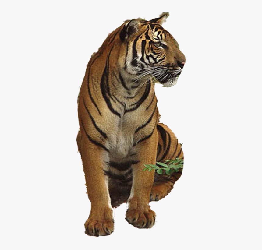 Tiger Lion - Tiger Transparency, HD Png Download, Free Download