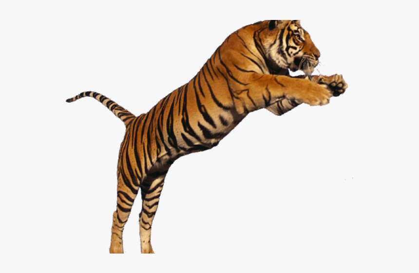 Tiger Png Transparent Images - Jumping Tiger Png, Png Download, Free Download