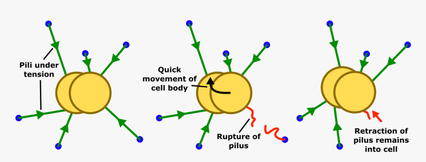 Twitching Motility, HD Png Download, Free Download