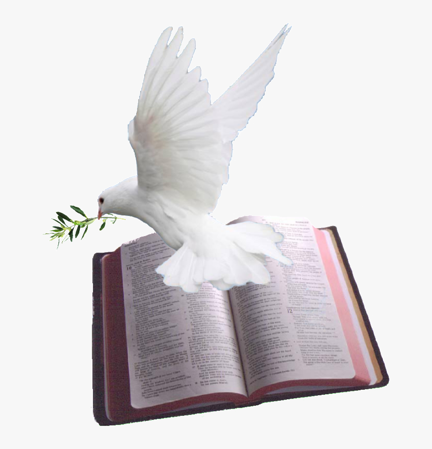 Holy Spirit Dove Png - Dove In Bible Png, Transparent Png, Free Download