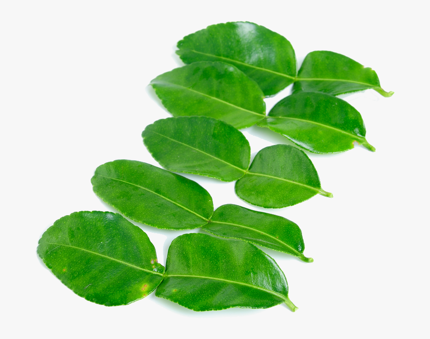 Kaffir Lime Leaves Png High-quality Image - Kaffir Lime Leaf Png, Transparent Png, Free Download