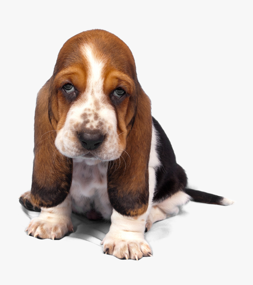 Basset Hound Png Transparent Images - Tri Color Basset Hound Puppy, Png Download, Free Download