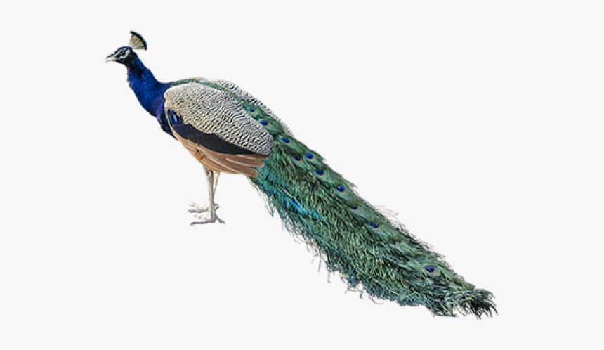 Peacock Png Transparent Images - Peacock .png, Png Download, Free Download
