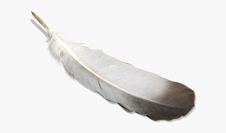 Bird Feather Png Image With Transparent Background - Перо Гусиное Png, Png Download, Free Download