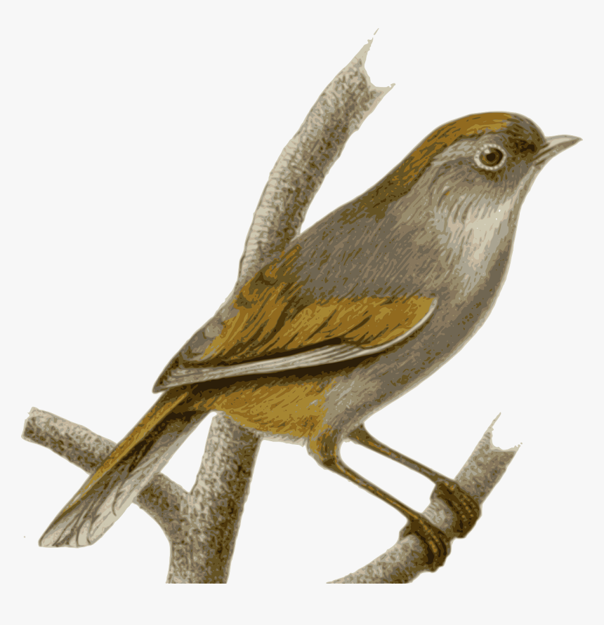 Nightingale Png, Transparent Png, Free Download