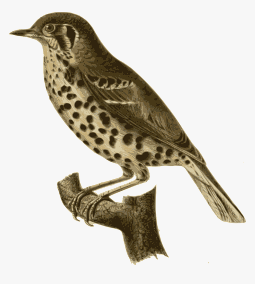 Bird Feathers Animal Free Photo - Brown Thrasher Png, Transparent Png, Free Download