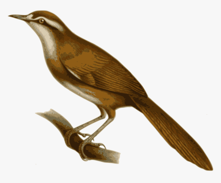 Transparent Nightingale Clipart - Megalurulus Llaneae, HD Png Download, Free Download