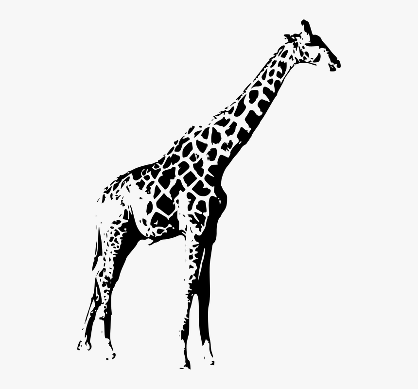 Giraffe, Wild, Animal, Wildlife, Nature, Africa, Jungle - Giraffe Stencil Black And White, HD Png Download, Free Download