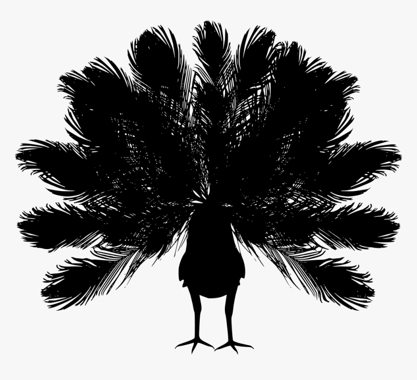Transparent Peacock Png File - Pavo Real Fondo Blanco, Png Download, Free Download