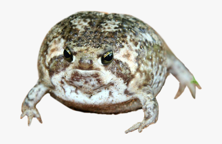 Frog Cute Round Fat Animal Toad - Desert Rain Frog, HD Png Download, Free Download