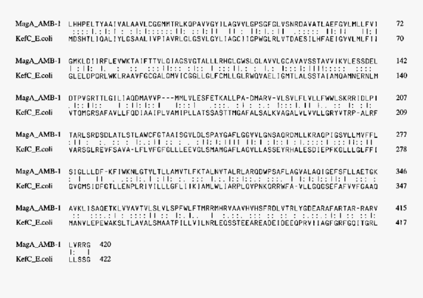 Document, HD Png Download, Free Download