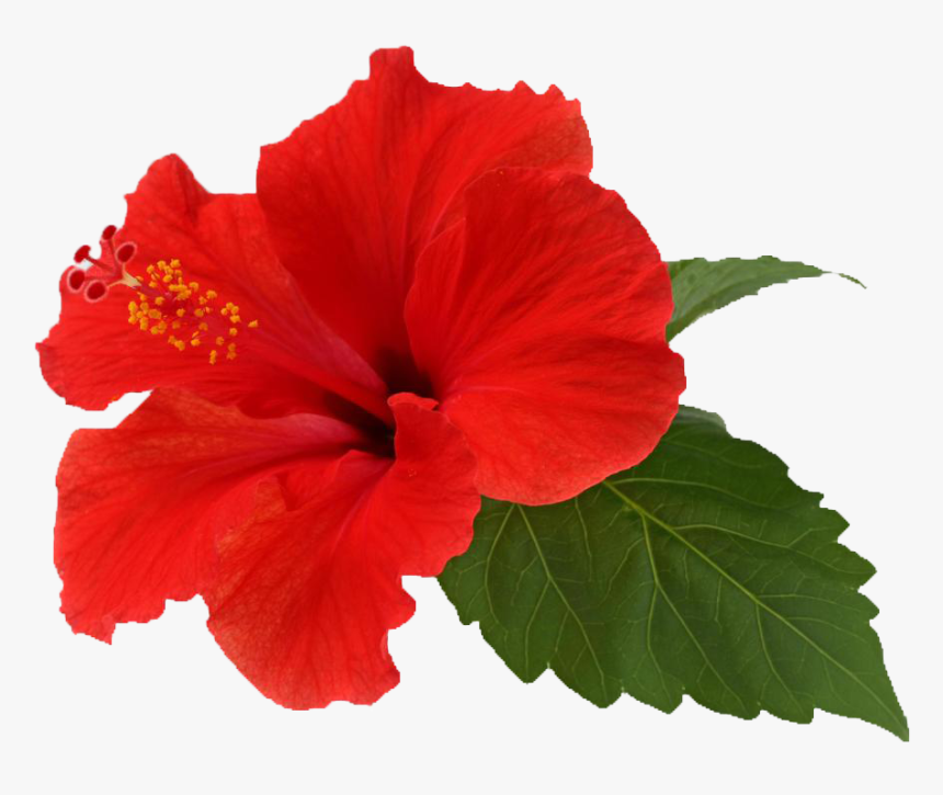 Flor De Puerto Rico Png, Transparent Png, Free Download