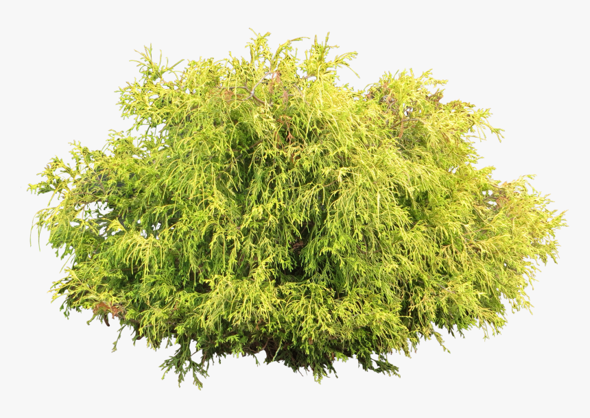 Arbusto Clip Art Transparente - Bush Plant White Background, HD Png Download, Free Download