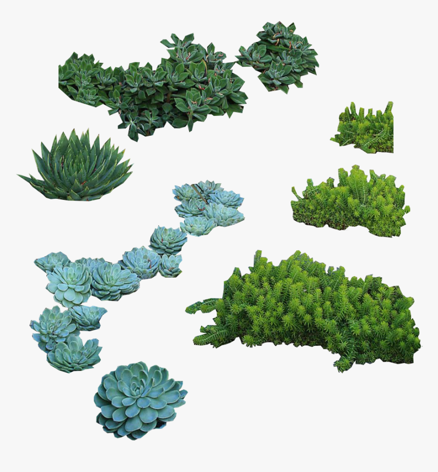 Architecture Plants Png, Transparent Png, Free Download