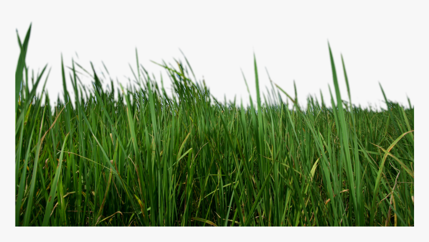 Grass Png Transparent - Grass Png, Png Download, Free Download