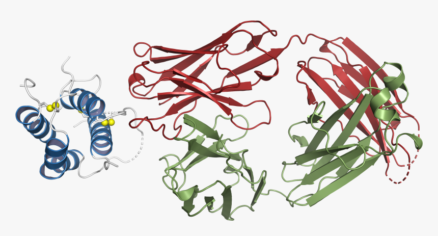 Structural Basis For Inhibition Of Tslp-signaling By - Illustration, HD Png Download, Free Download