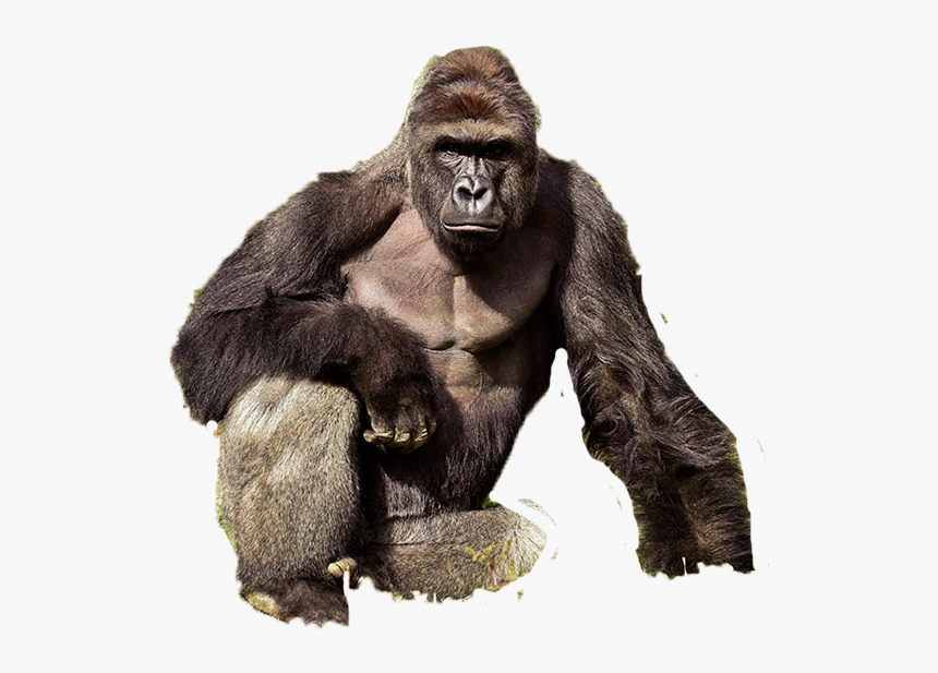 Harambe.png, Transparent Png, Free Download