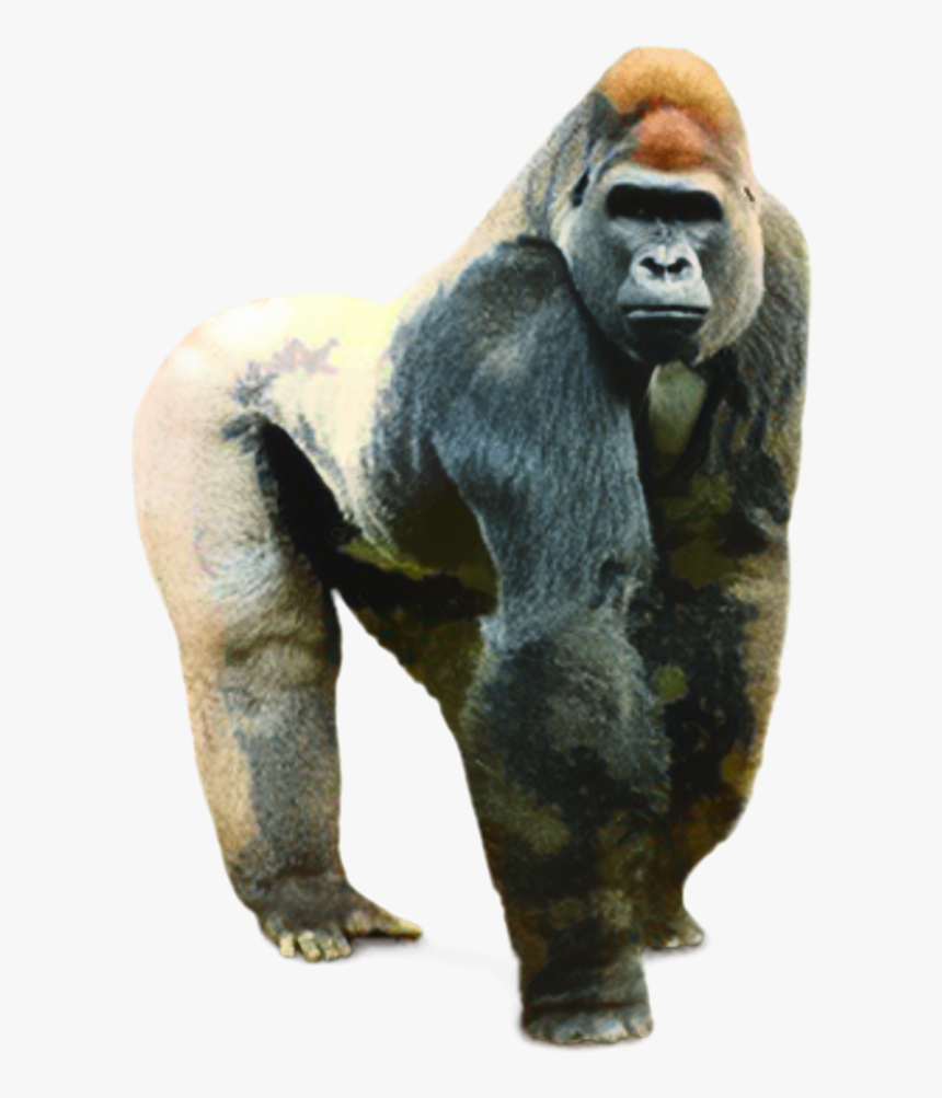 Gorilla Transparent, HD Png Download, Free Download