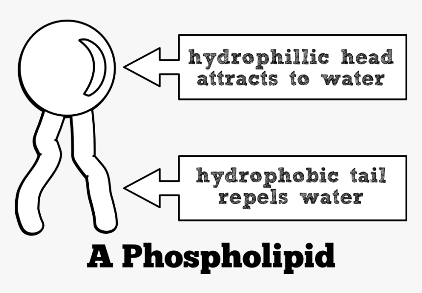 Phospholipid Black And White, HD Png Download, Free Download