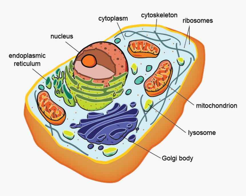 Cell Structure/function & Cell Membrane/transport - Eukaryotic Cell Prokaryotic Cells, HD Png Download, Free Download