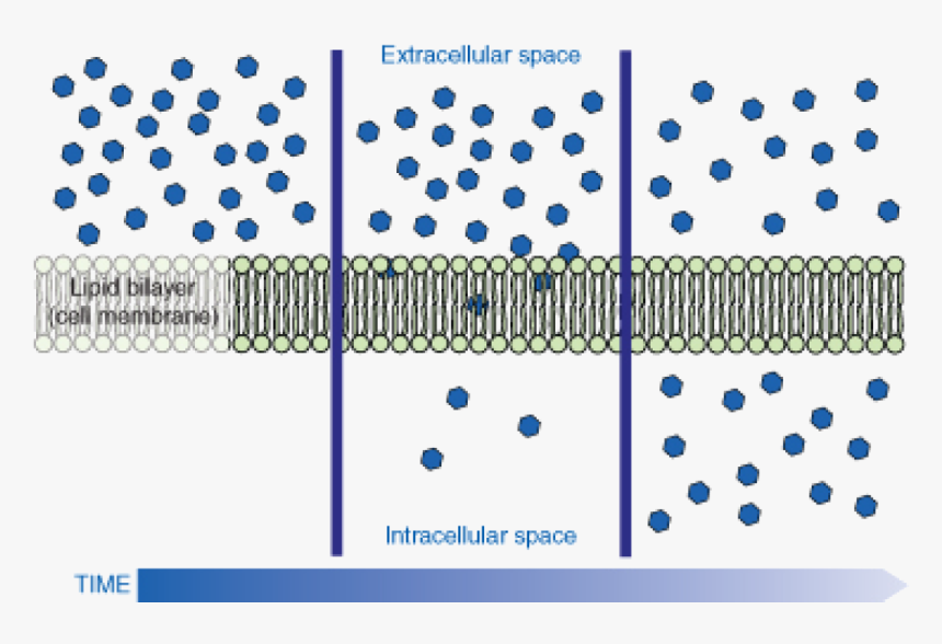 Passive Transport, HD Png Download, Free Download