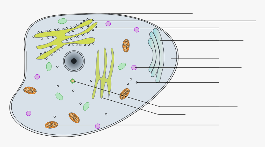 Animal Cell Clip Art, HD Png Download, Free Download