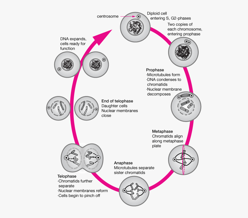 Nuclear Membrane Present In Anaphase, HD Png Download, Free Download