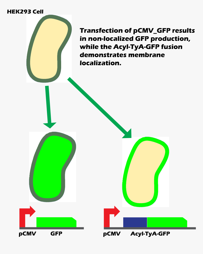 Membrane Gfp, HD Png Download, Free Download