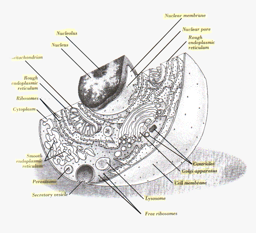 Enumerate The Parts Of A Cell, HD Png Download, Free Download