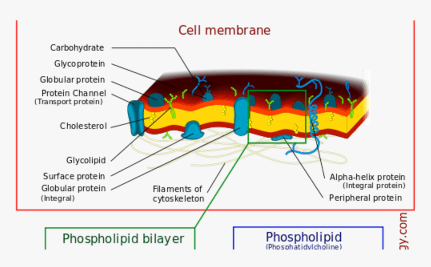 Receptor Molecules In The Cell Membrane, HD Png Download, Free Download