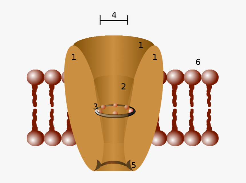 Image - Ion Channels Drug Targets, HD Png Download, Free Download