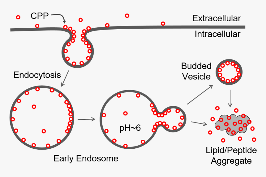 Cell Penetrating Peptide Endocytosis, HD Png Download, Free Download