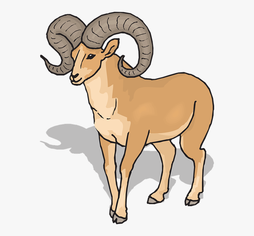 View, Shadow, Sheep, Front, Horns, Animal, Bighorn, HD Png Download, Free Download