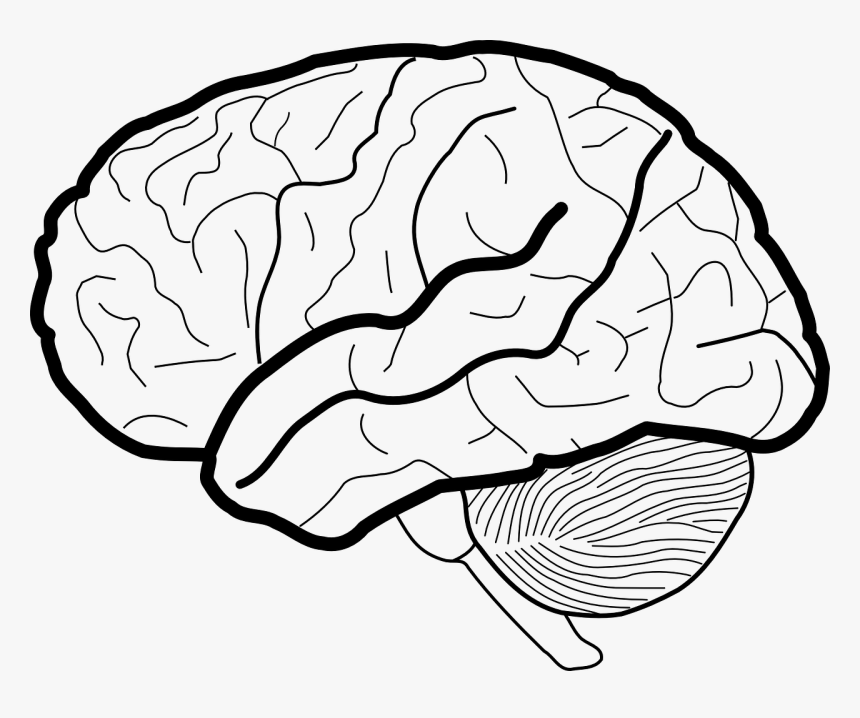Brain Black And White Png, Transparent Png, Free Download