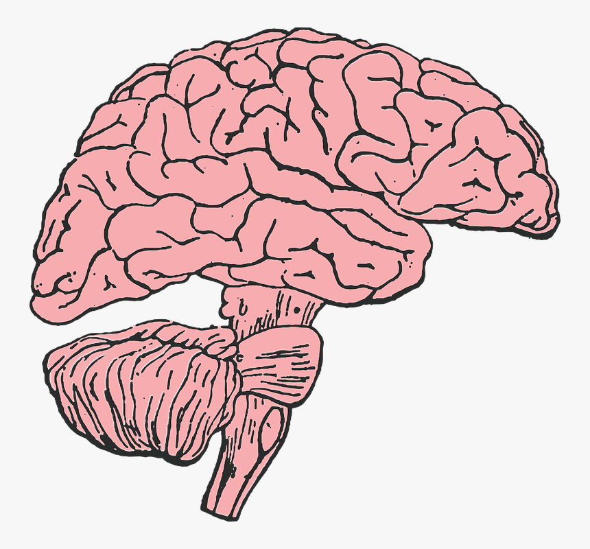 Brain, Mind, Think, Idea, Human, Medicine, Anatomy - Brain Clip Art, HD Png Download, Free Download