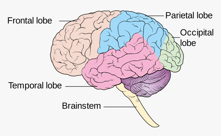 Diagram Showing The Lobes Of The Brain Cruk - Human Brain Lobes Diagram, HD Png Download, Free Download