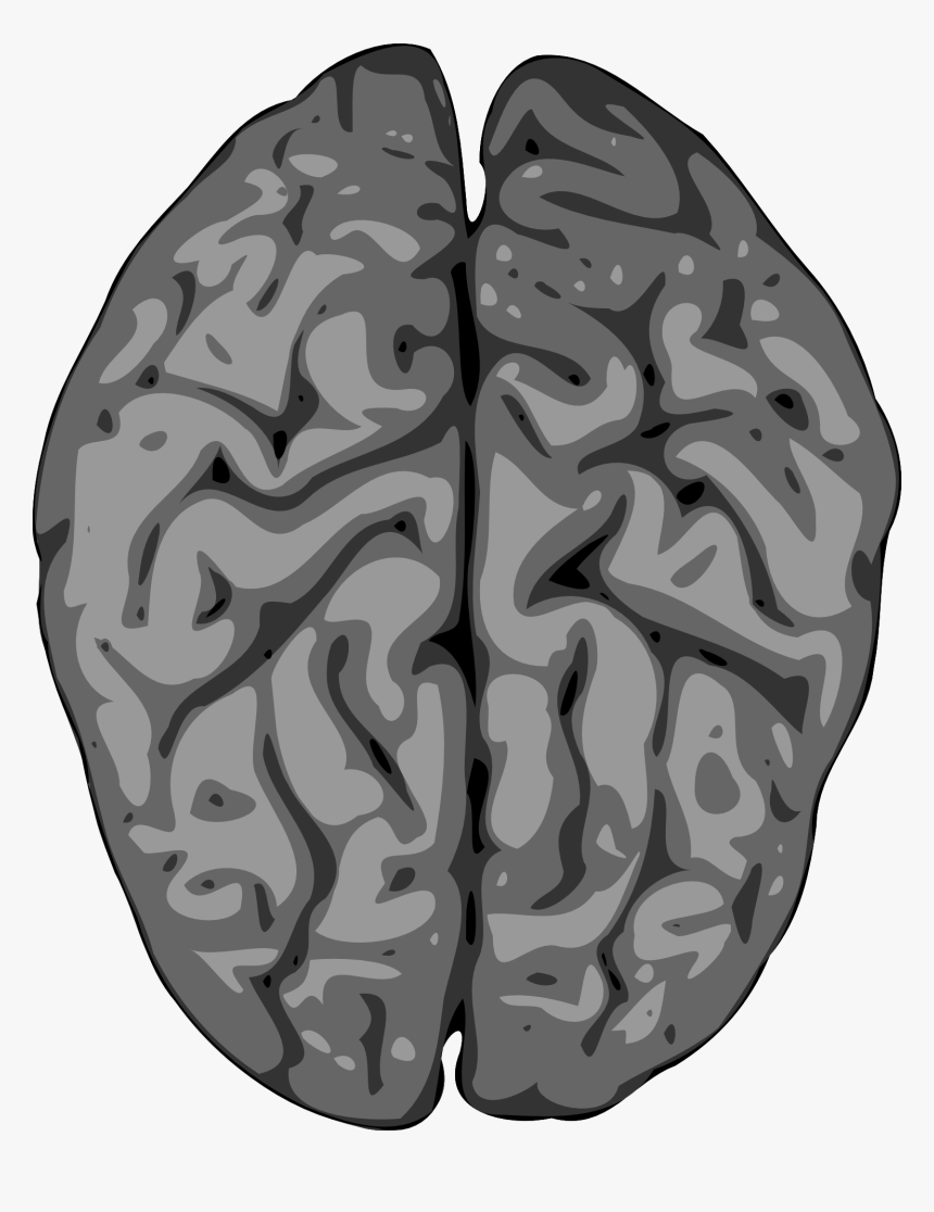 Free Clipart Brain Transparent Background, HD Png Download, Free Download