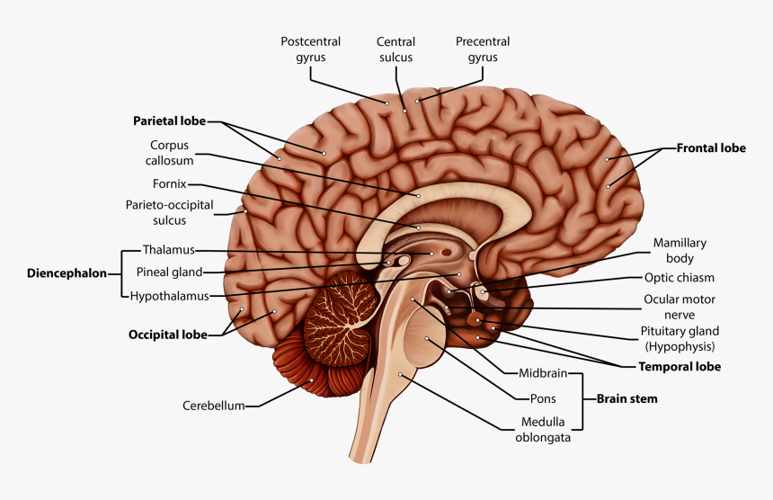 Brain Clipart Labeled - Diencephalon Brain Diagram Labeled, HD Png Download, Free Download